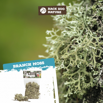 Branch Moss